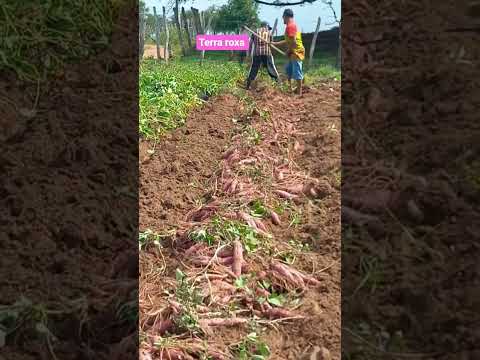 Paraná terra roxa #fazenda #agro #pecuarista