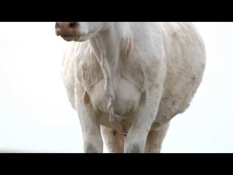 , title : 'DeBruycker Charolais, 20 second commercial'