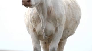 preview picture of video 'DeBruycker Charolais, 20 second commercial'