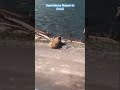 Bear eats baby moose 🥺 #bear #grizzlies #attack #fyp #viralshorts #hunting #moose #babyanimals