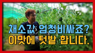 텃밭 터널 중간보고서! 가뭄에 수박 참외 호박 오이가 주렁주렁 ~