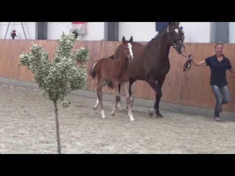 Quasimodo x Quidam´s Rubin