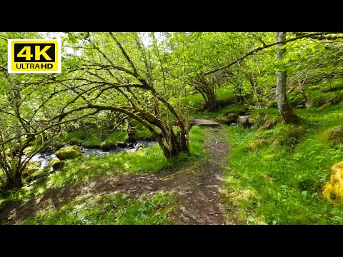 4K Virtual Forest Walking in Norway - Relaxing Nature Sounds with Birds Singing