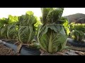 Amazing Cabbage Farming Cabbage Harvesting Cabbage Agriculture Technology