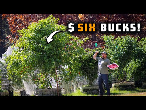 How To Cage Peppers For Maximum Yield FOR CHEAP!