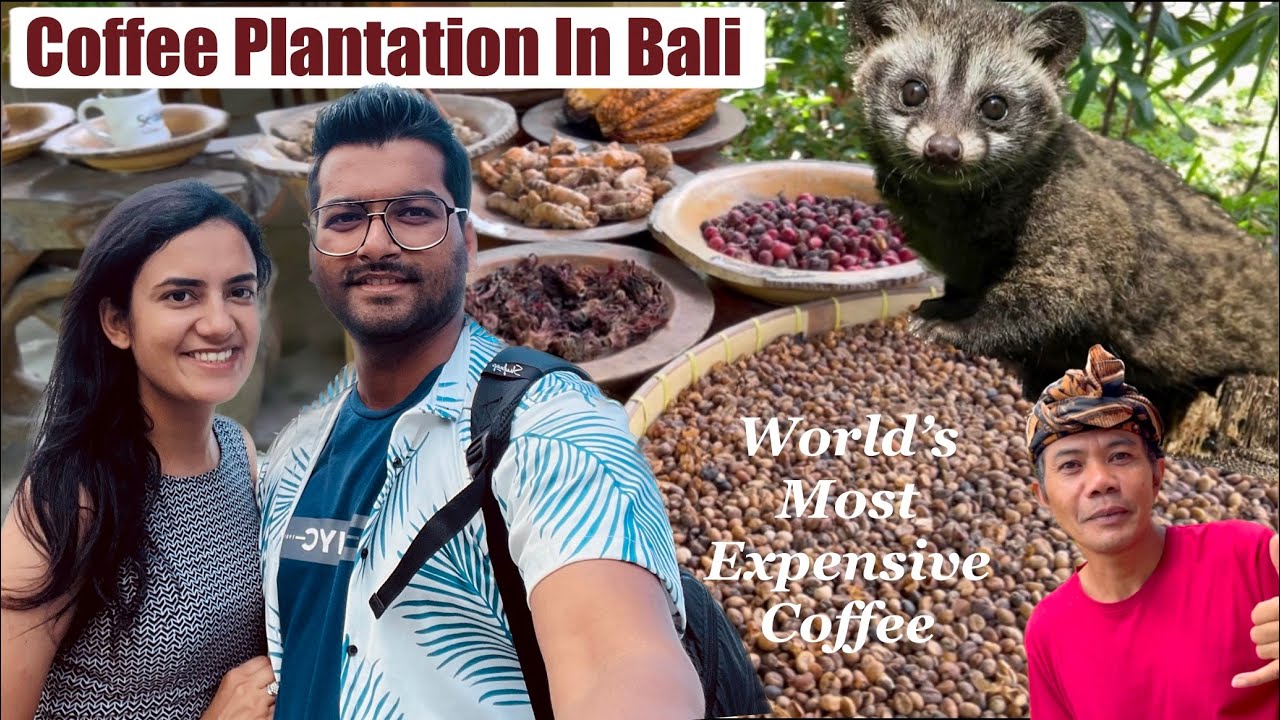 Join a duo as they visit Luwak Coffee plantation in Ubud.