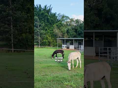 Donkeys: Permaculture's Living Mowers & Guardians