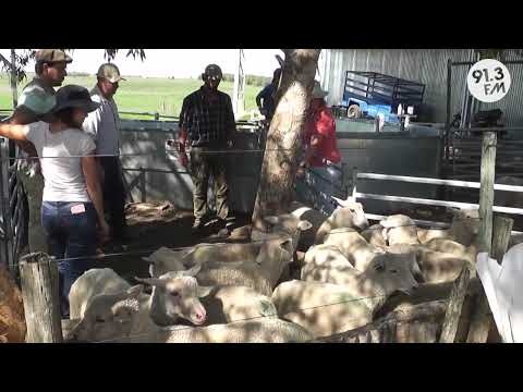 ENTREGA DE OVINOS REPRODUCTORES EN SAN GABRIEL - GONZALO URIOSTE