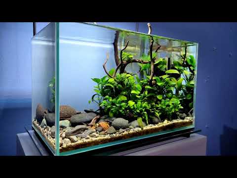 #Video 015 - UNS 3N (replica) Natural Style