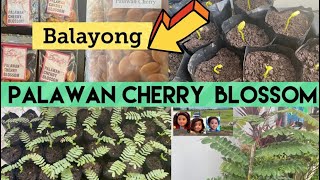 Grow Palawan Cherry Blossom or Balayong Seeds #scarification