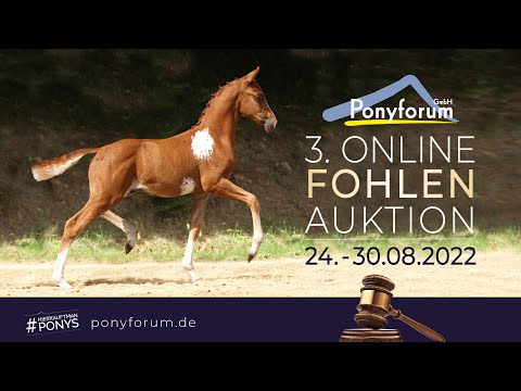 Minerva Surprise AK Hengst 24.04.2022 Cadlanvalley Sir Ivanhoe / Destenys Shazda