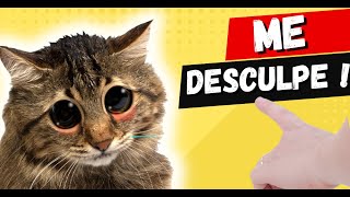 Como os GATOS  pedem DESCULPAS ! : Entenda e fortaleça o vínculo com seu amigo felino 🐱