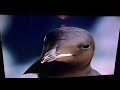 Animal Holiday Waltz Of The Arctic Whales And Birds
