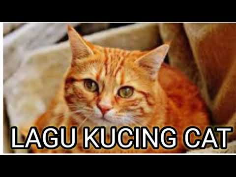 LAGU KUCING CAT II HANIF UMARDANI CHANNEL