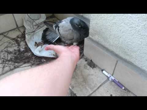 Jak Przybić Piątke Z Gołębiem (Bardzo Łatwo)