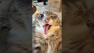 Cover art for freaky James