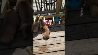 Dogue De Bordeaux Puppies Videos