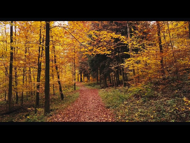 Fall Colors in Switzerland