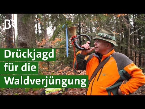 Für nachhaltige Waldverjüngung: Mit Drückjagd gegen zu viel Rehwild | Jagd Doku | Unser Land | BR