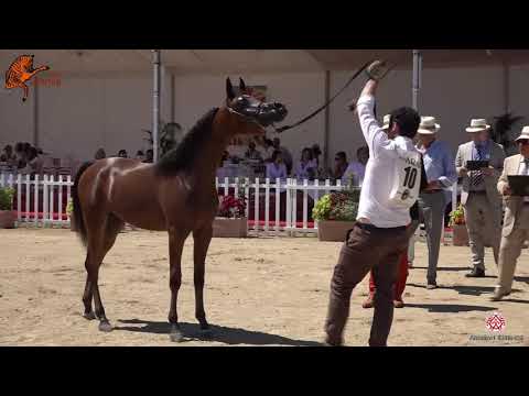 N 10 AYAAR AL SHAQAB   2020 Menton Mediterranean and Arab Countries Arabian Horse Championship   Yea
