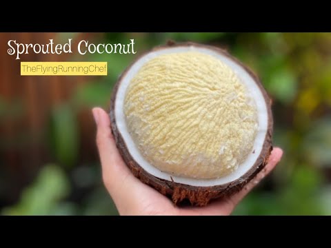 A grade semi husked sprouted coconut flower, packaging size:...