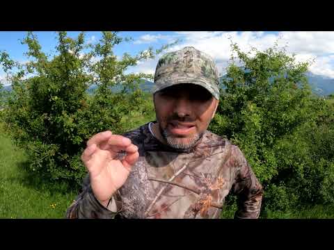 Problemele Cultului Baptist