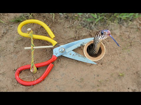 New Technique DIY Snake Trap make Using Scissors That Work 100%#snaketrap