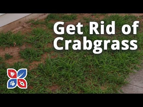  Do My Own Lawn Care - How to Get Rid of Crabgrass Video 