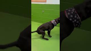 Video preview image #1 Mutt Puppy For Sale in Rustburg, VA, USA