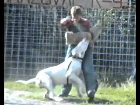 MRAZOVAC K9 Protection Dog - Executive and Estate Protection Dogs Level 3