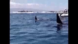 Rubin Galapagos Killer Whale Sighting