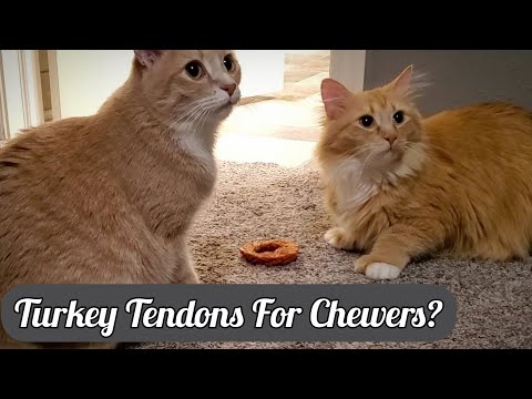 When Cats Like To Chew On Things, Turkey Tendons?