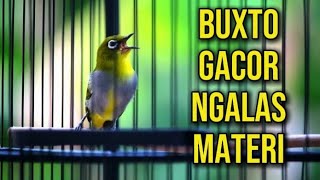 Download lagu Pancingan PLECI🔥Ahlinya bikin pleci gacor ngalas & buka paruh mp3 Download lagu Pancingan PLECI🔥Ahlinya bikin pleci gacor ngalas & buka paruh mp3