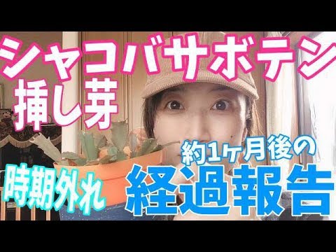 園芸 切り詰められたシャコバ、クリスマスサボテン