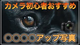 【初心者OK】すぐに使える写真テクニック「クローズアップの写真」