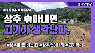 상추솎아내기 | 상추로 돈버는법 | 가을상추 | 상추와 잘 어울리는 음식은?