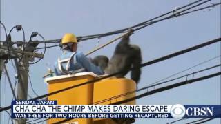 Chimpanzee Makes Daring Escape Before Being Tranquilized