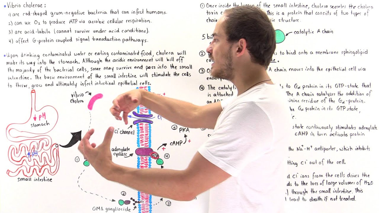 Cholera and G-Protein Coupled Signaling