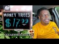 Shuler King Money Tree For 17