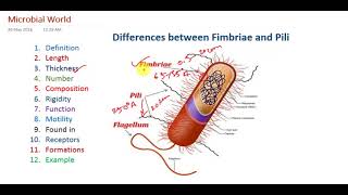 Differences between Bacterial Pili and Fimbriae