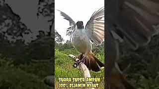 Download lagu suara pikat kutilang gacor memanggil mp3