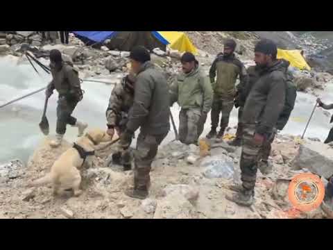 Sniffer Dog is assisting in Search And Rescue Operations near the Amarnath Holy Cave