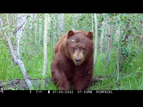 Browning Trail Cameras - Huge Bear Walks By Trail Camera