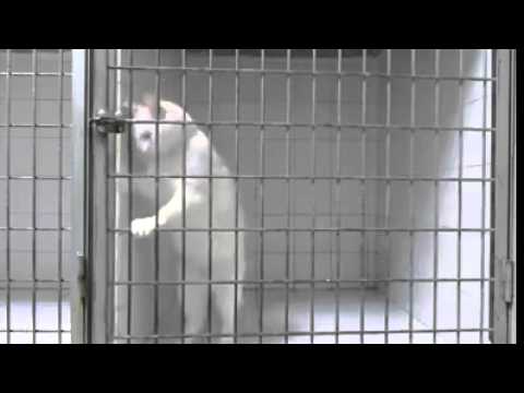 من امهر القطط التي قد تراها