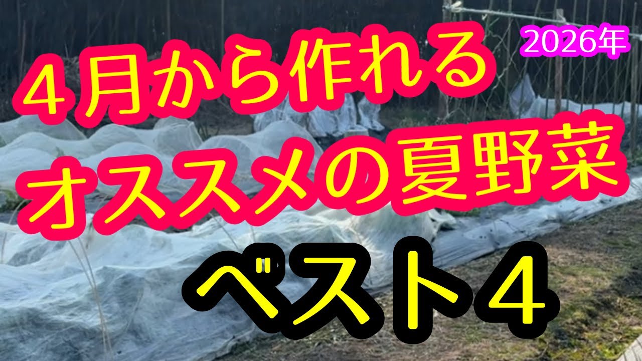 【夏野菜スタート】4月から作れる野菜ベスト４を紹介！作る時の注意点なども詳しく解説します。