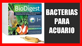 🤔 ¿Cómo y qué BACTERIAS se pueden echar en el ACUARIO MARINO?[2021]