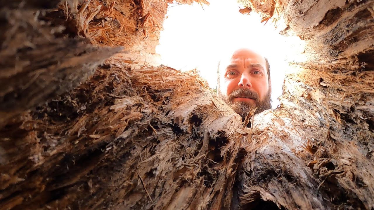 Miksi kannattaa kaataa pitkään kantoon?