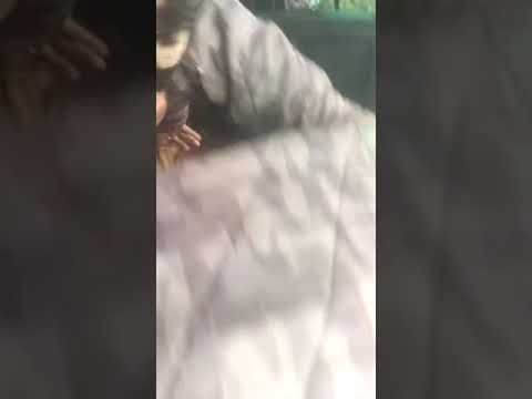 #catch the Tiger from forest officer Harohalli #Tiger attached  humans injured#Bigtiger subscribepls