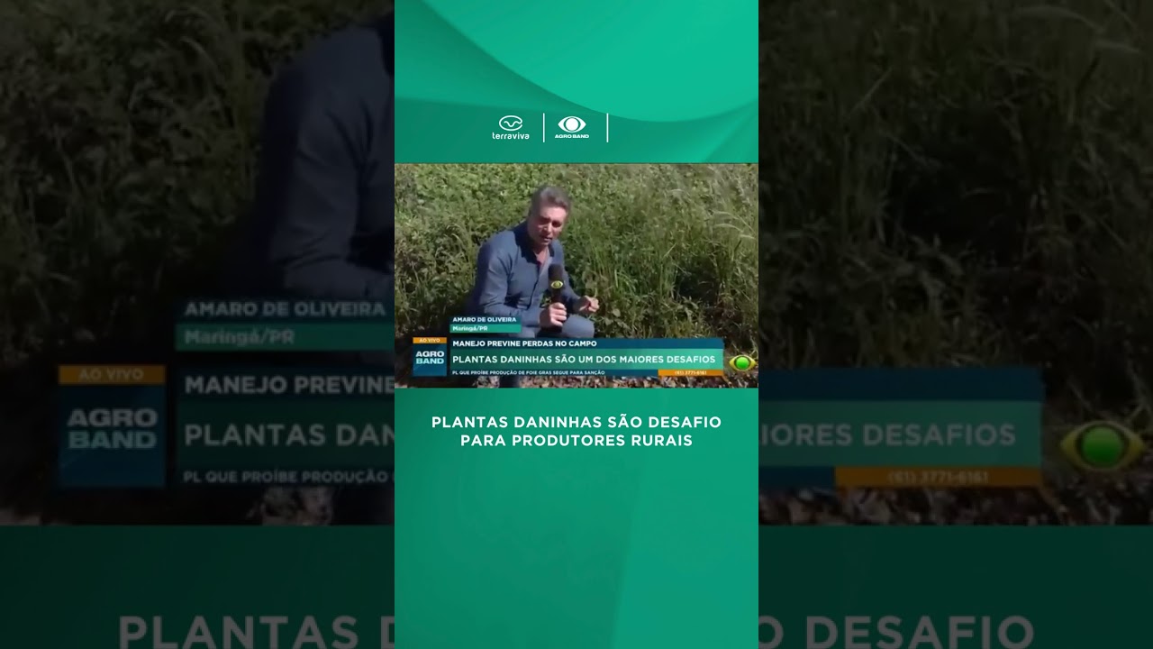 Plantas daninhas são desafio para produtores rurais