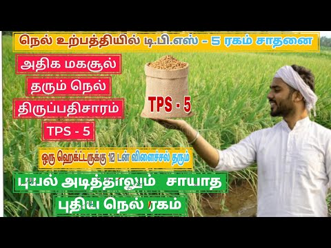 🌾TPS - 5 high yielding rice variety | TPS 5 paddy cultivation | high profit with low cost🌾